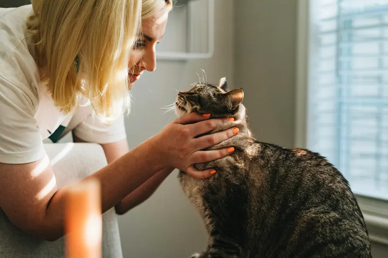 Gato rajado recebendo carinho na cabeça