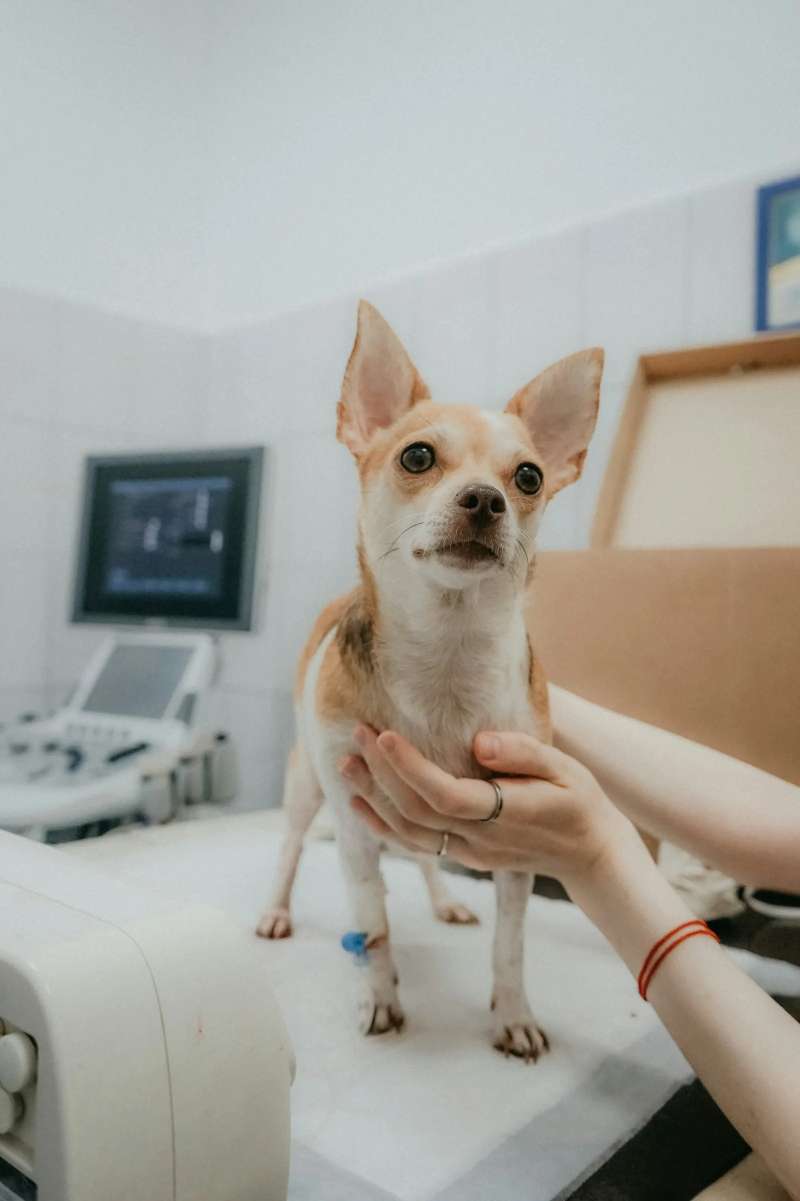 Chihuahua atento olhando para a câmera durante o atendimento