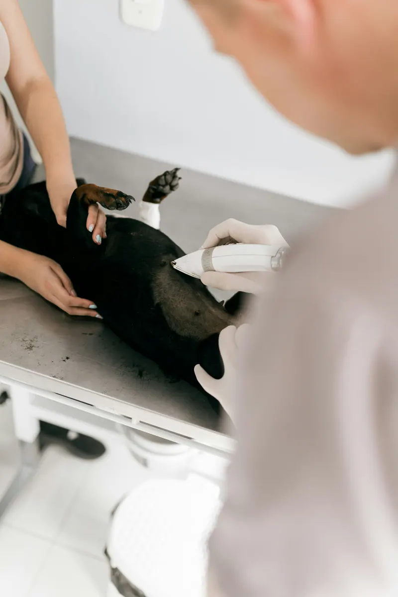 Cão preto deitado tranquilo durante o atendimento