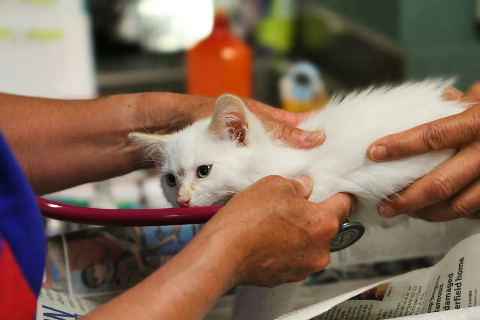 Filhote de gato branco sendo examinado com estetoscópio