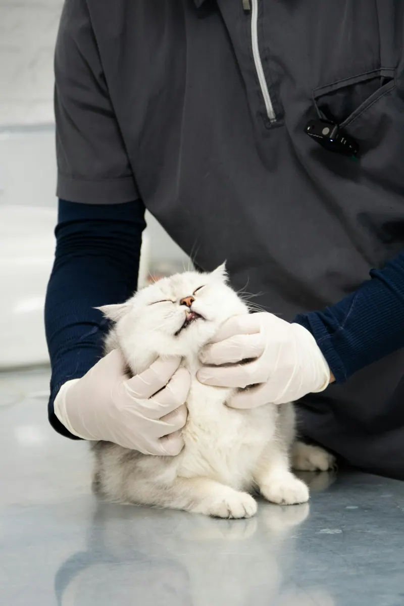 Gato branco de olhos fechados recebendo carinho