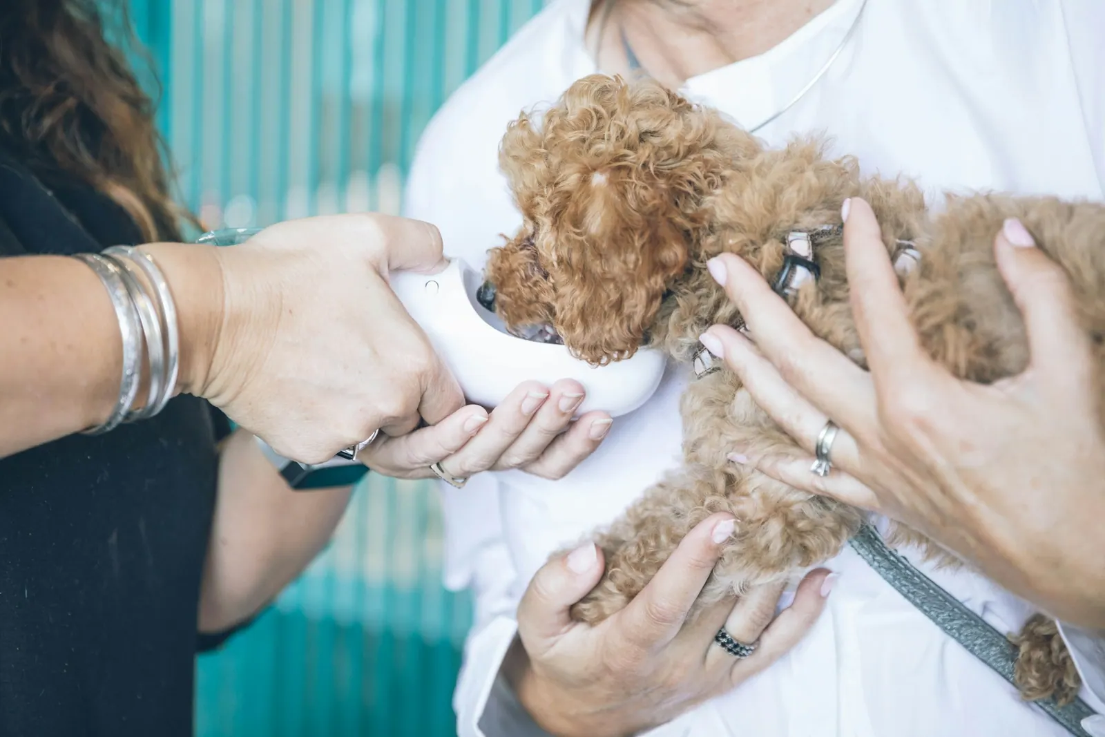 Poodle no colo da tutora