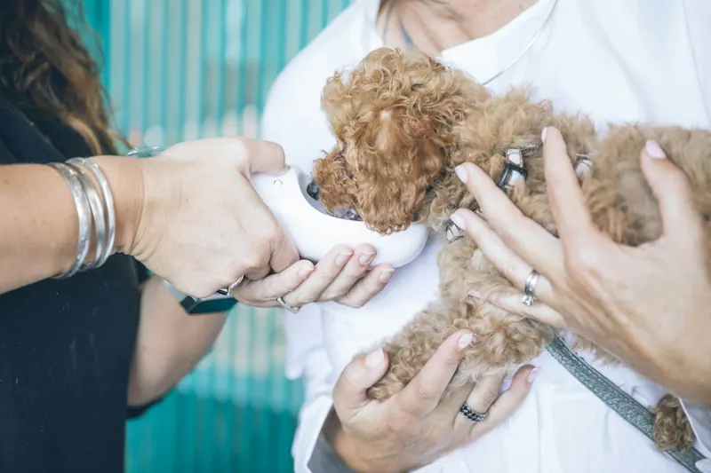 Poodle filhote no colo recebendo cuidado