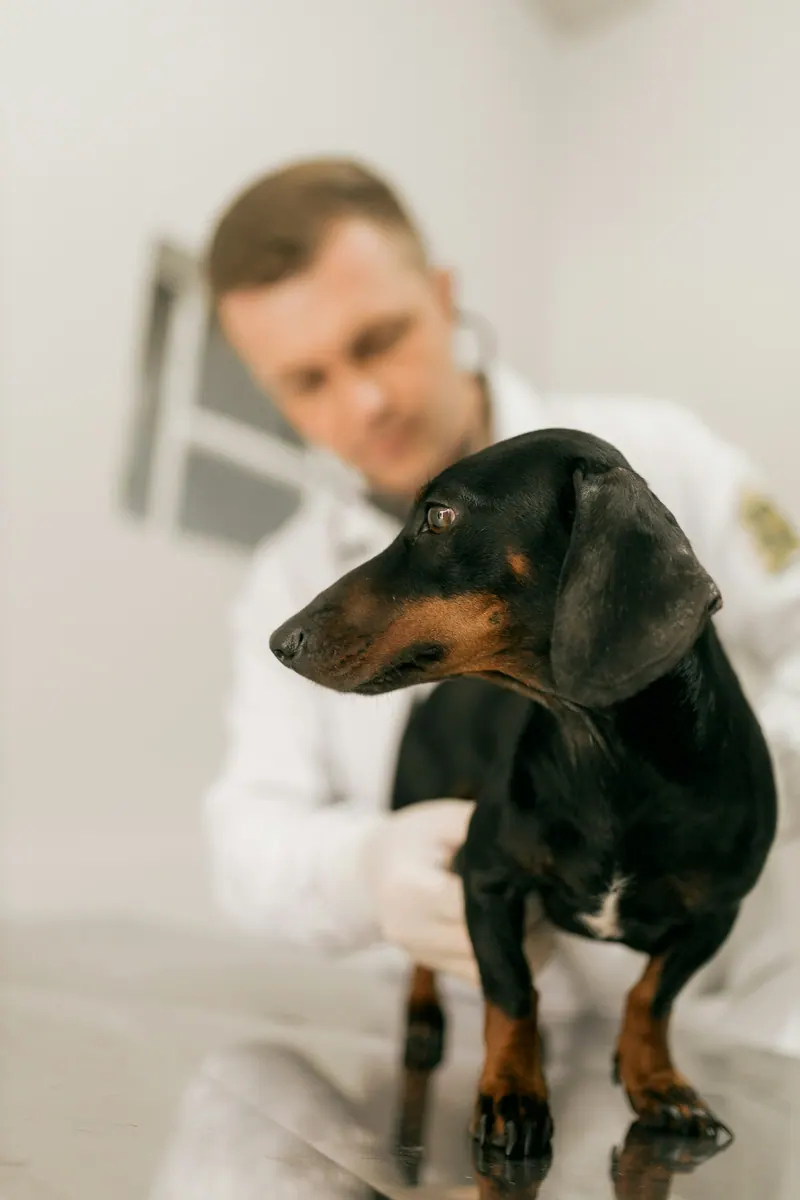 Profissional examinando um dachshund antes do banho